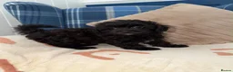 Shihpoo dogs for sale: 🖤🩶Stunning Shihpoo Puppies READY NOW🖤🩶 - Advert 2