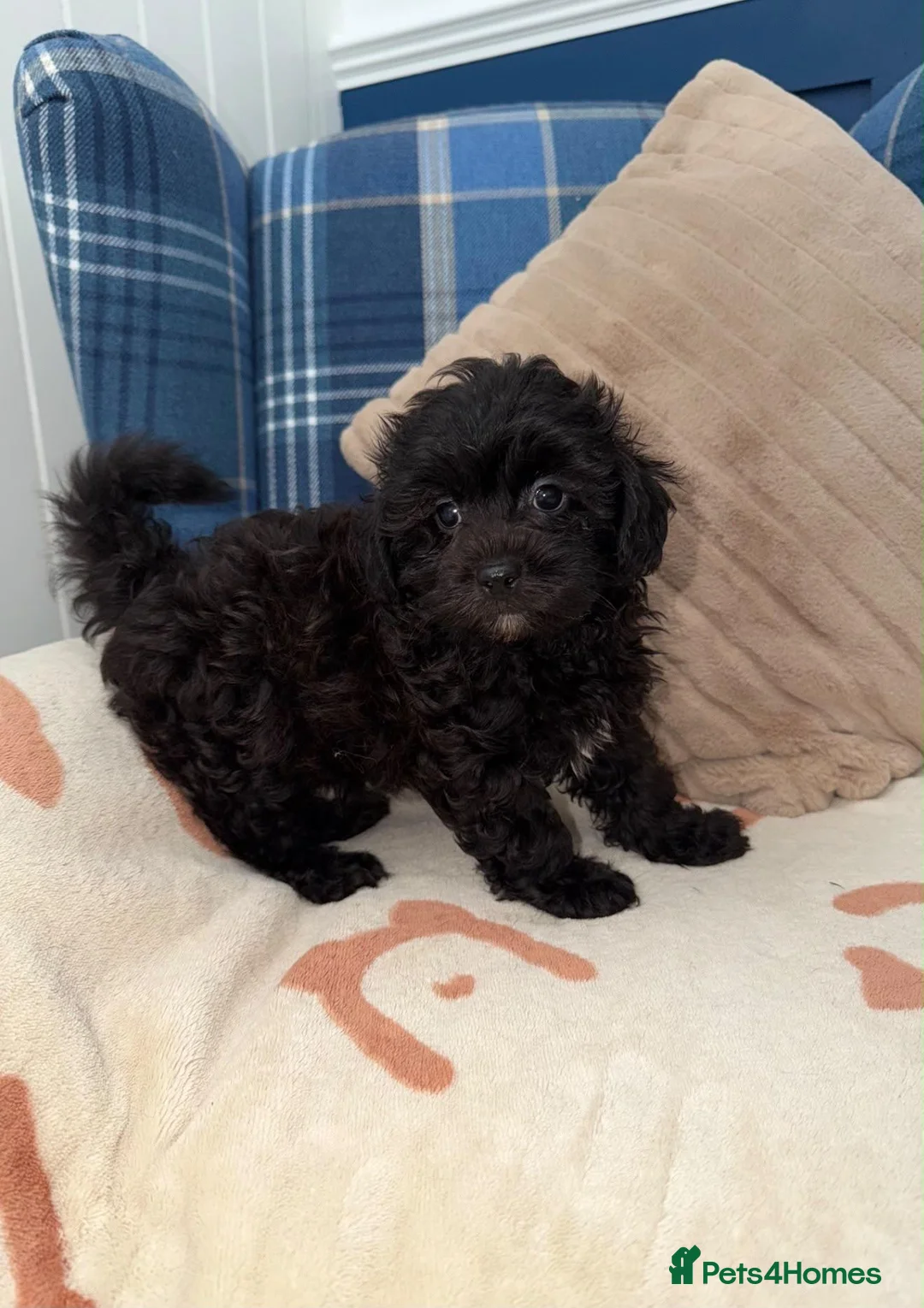 Shihpoo dogs for sale: 🖤🩶Stunning Shihpoo Puppies READY NOW🖤🩶 - Advert 2