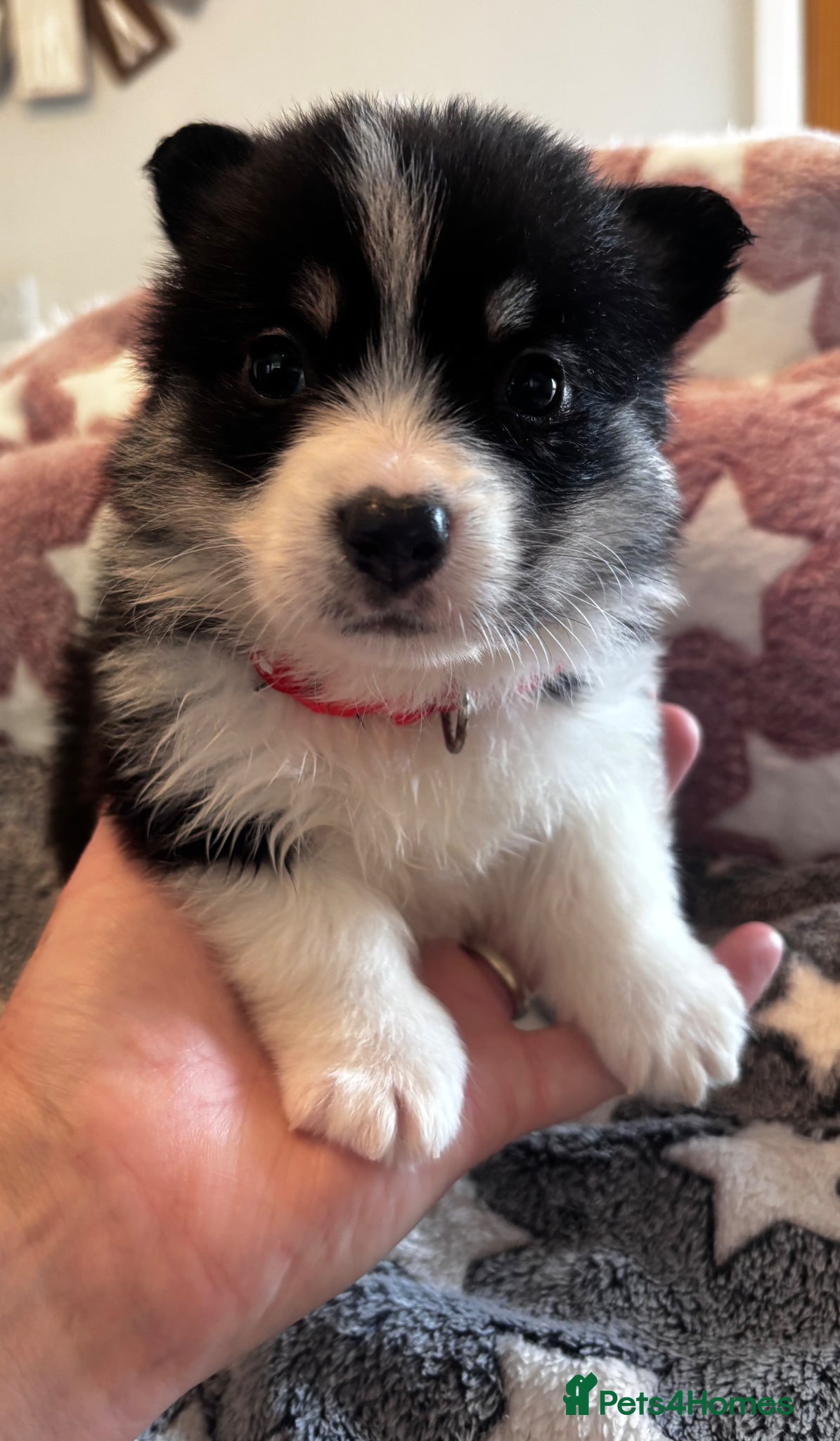 Welsh Corgi Pembroke dogs for sale: Stunning champion breed Tri Corgi Puppies  - Advert 22