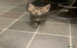 Mixed Breed cats for sale: Ragdoll/tabby 11 week old.  - Image 6