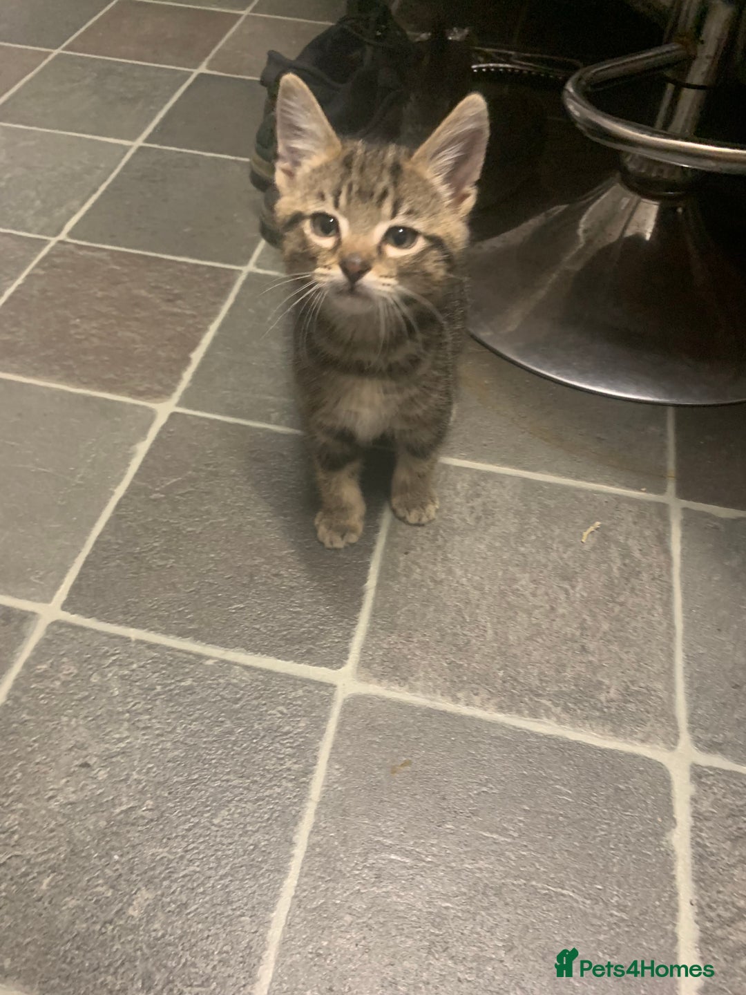 Mixed Breed cats for sale: Ragdoll/tabby 11 week old.  - Image 6