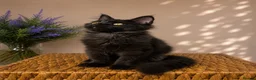 Maine Coon cats for sale: Pedigree Maine Coon Kittens 🌺 Champion Bloodlines - Advert 16