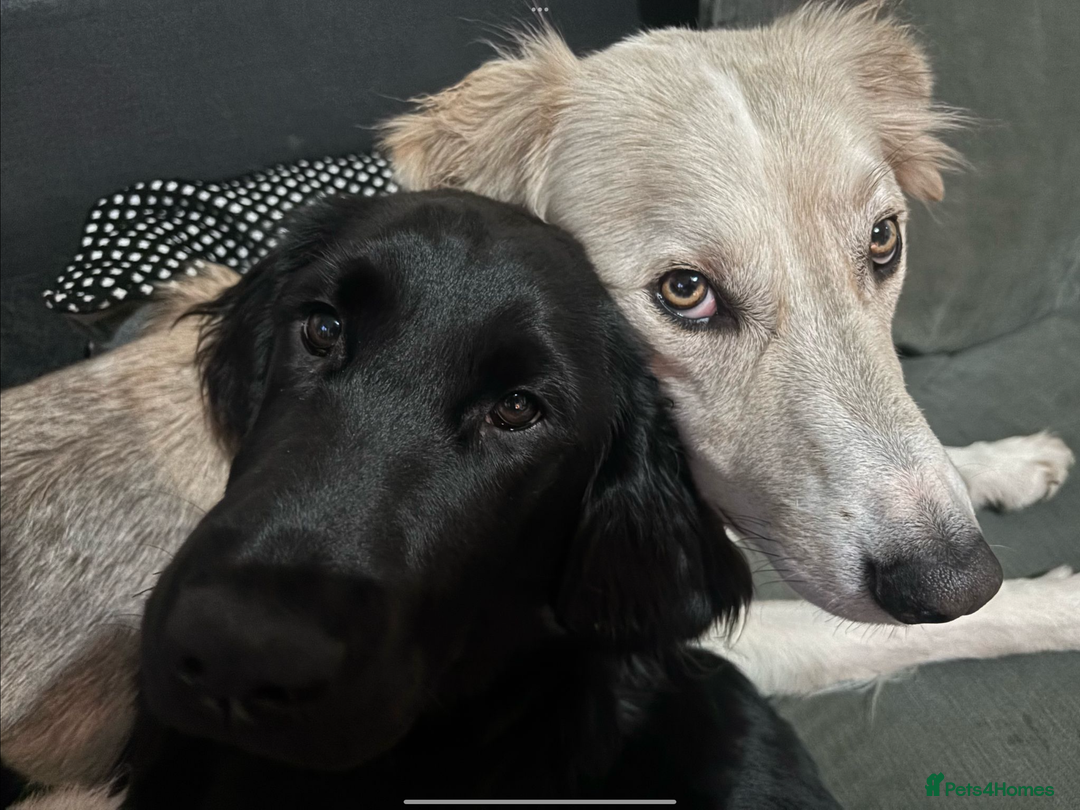 Flat coated Retriever dogs for sale: Beautiful Labrador retriever flatcoat gundog pups  in Haywards Heath - Image 17