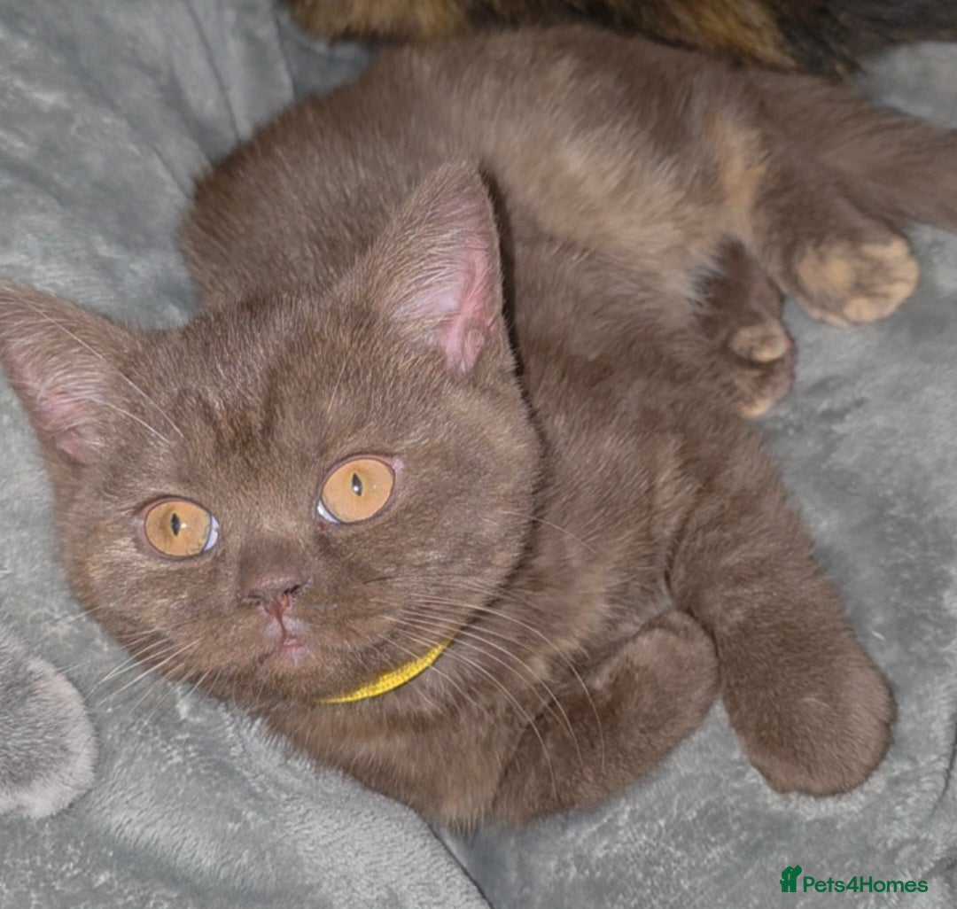 British Shorthair cats for sale: Stunning bsh kittens looking for homes 🏡 - Advert 8