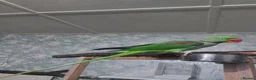 Parakeets birds for sale: Alexandren parakeet  - Advert 2