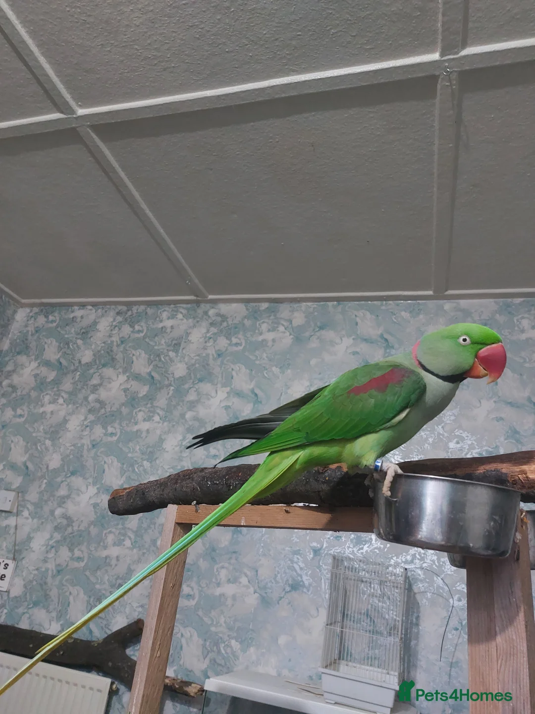 Parakeets birds for sale: Alexandren parakeet  - Advert 2