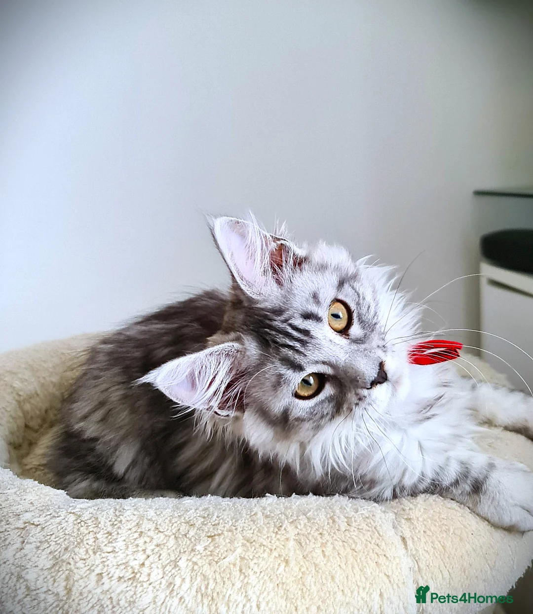 Maine Coon cats for sale: STUNNING 4️⃣ PEDIGREE MAINE COON KITTENS READY ❗❗❗ - Advert 23