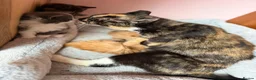 Mixed Breed cats for sale: Stunning kittens - Advert 2