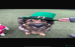 German Shepherd dogs for sale: Rehoming - Image 3