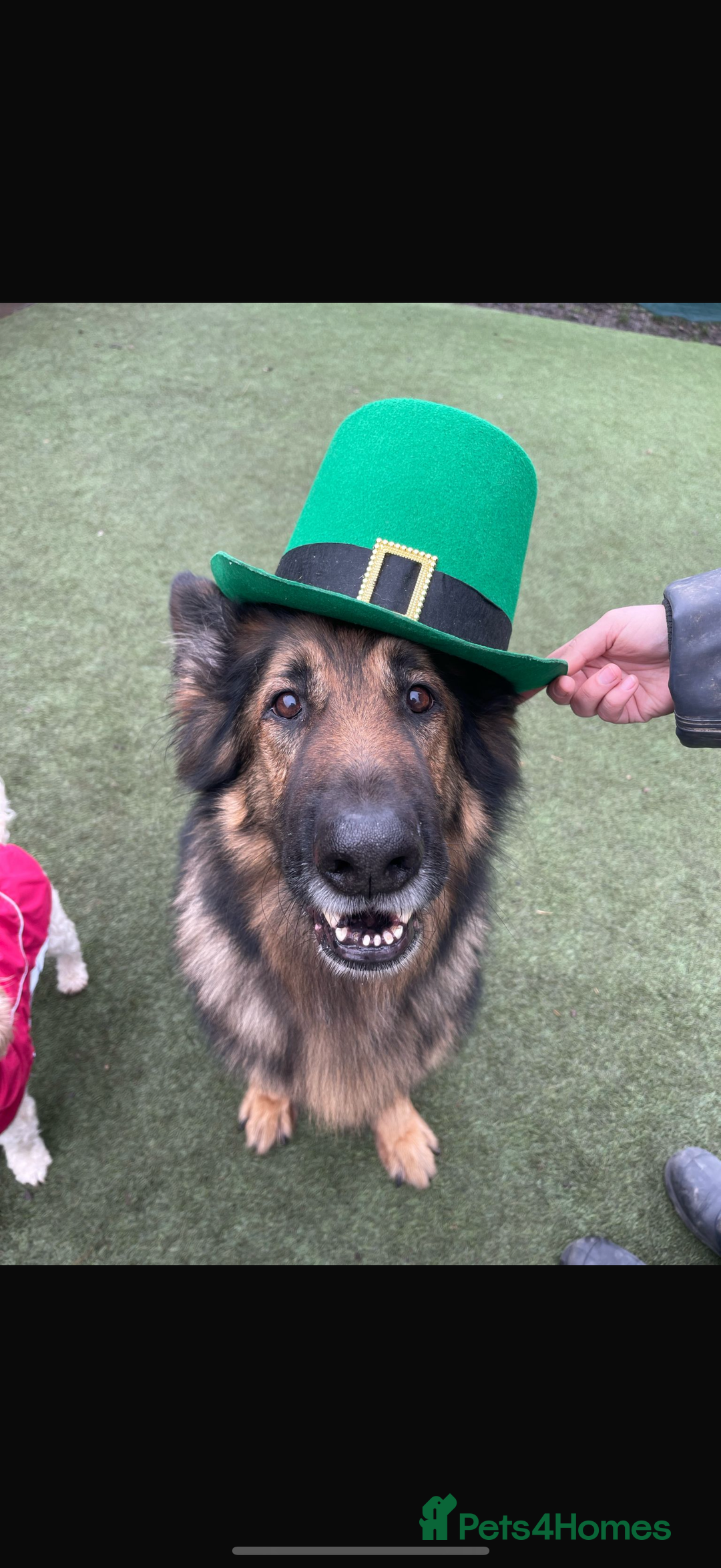 German Shepherd dogs for sale: Rehoming - Image 3