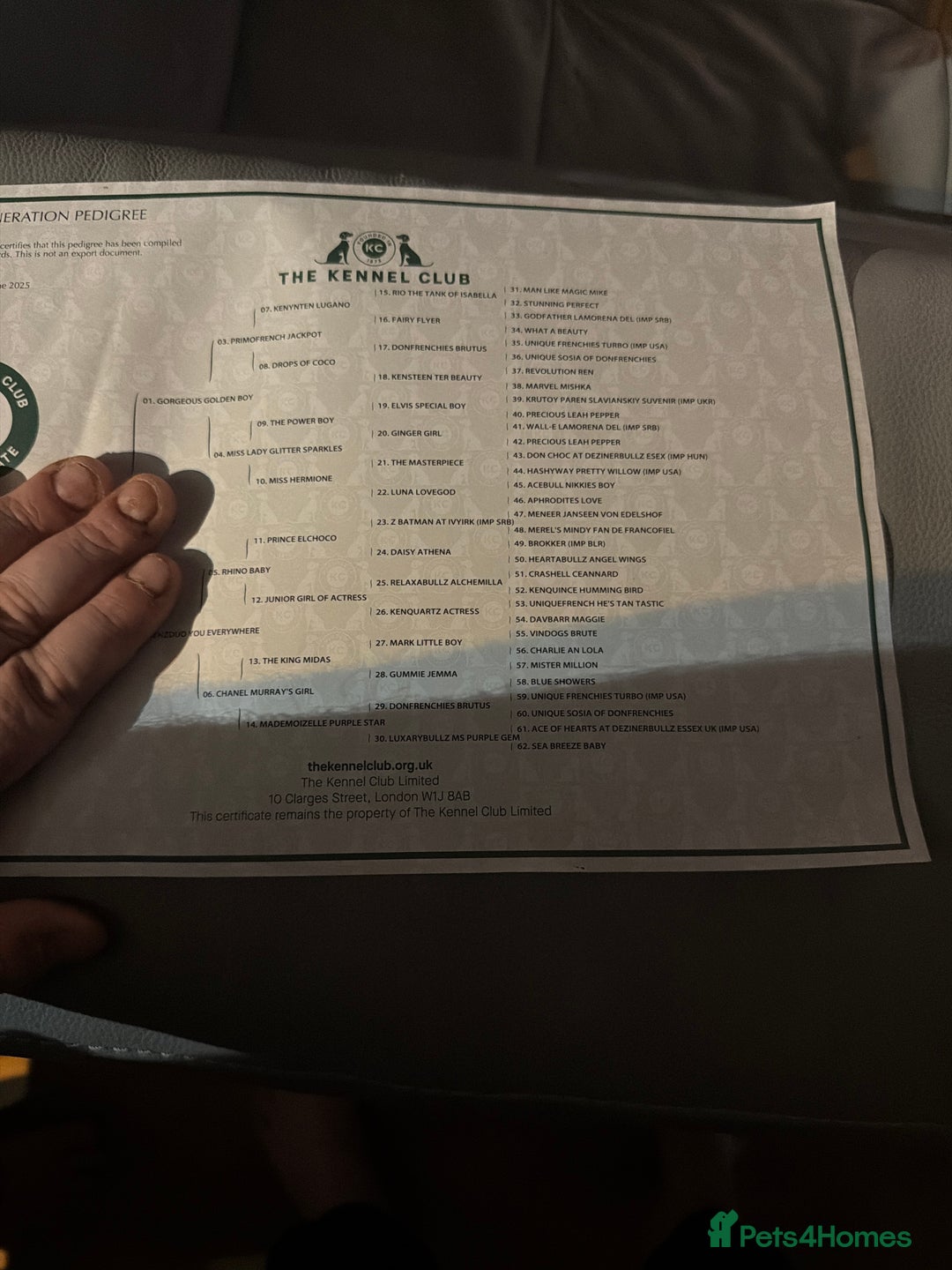 French Bulldog dogs for sale: French bulldog - Advert 19