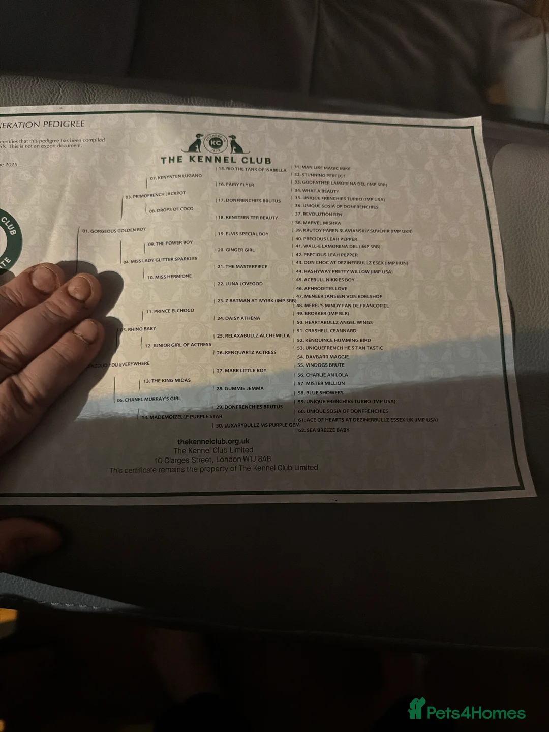 French Bulldog dogs for sale: French bulldogs  - Advert 15