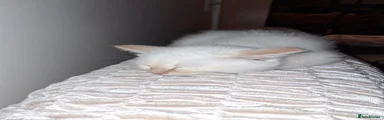 Siberian 1