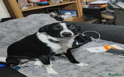 Border Collie dogs for sale: Border collie puppies  - Image 8