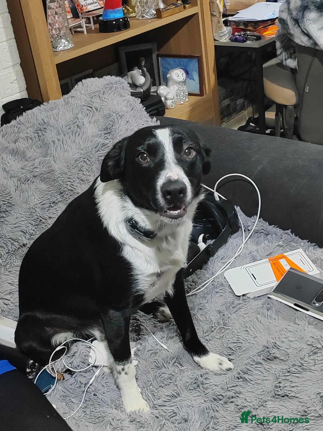 Border Collie dogs for sale: Border collie puppies  - Image 8