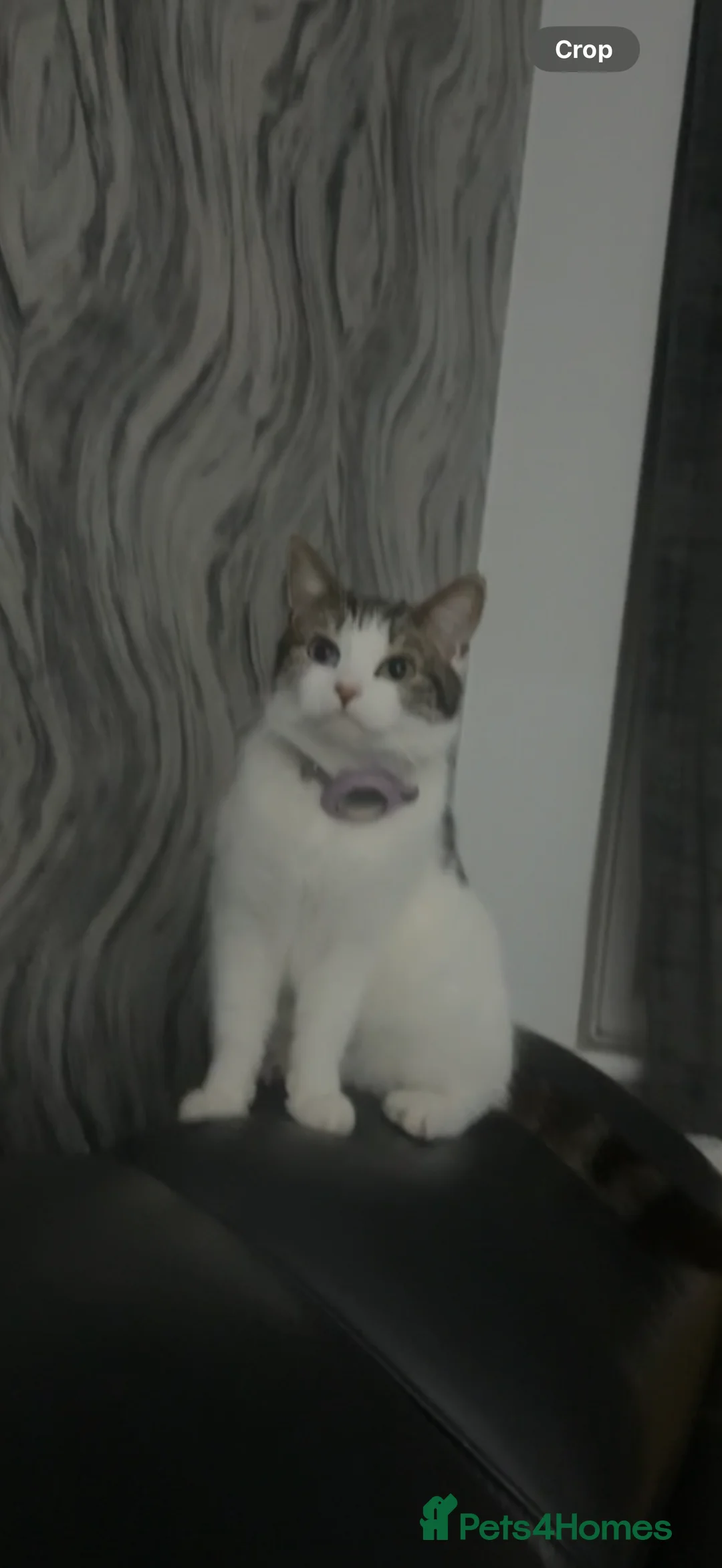 Mixed Breed cats for sale: Tabby Kitten Girl - Advert 9