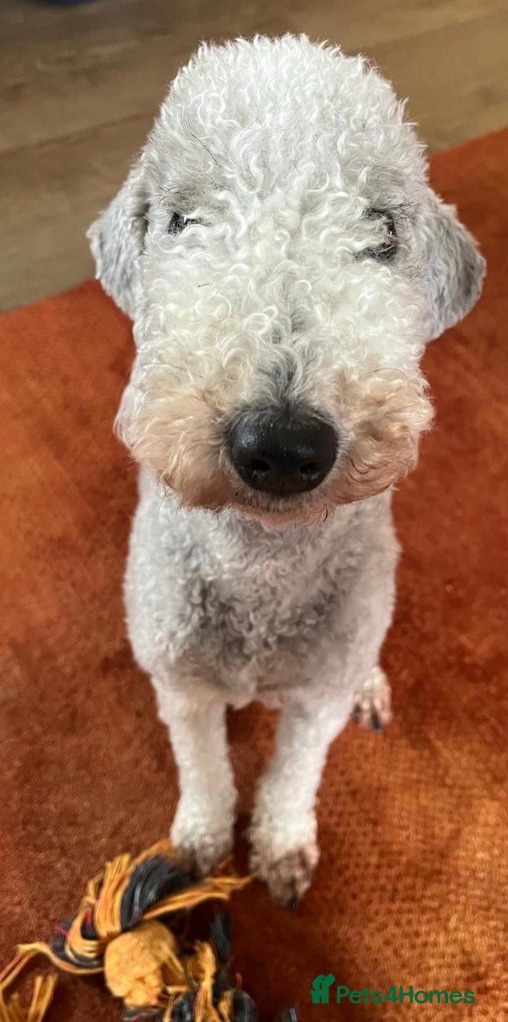 Bedlington Terrier dogs Bedlington Terrier KC registered dogs - Advert 4