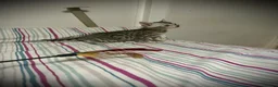 Bengal cats for sale: ✨ Bengal Kittens – Pet Homes (TICA Registerable) - Advert 6