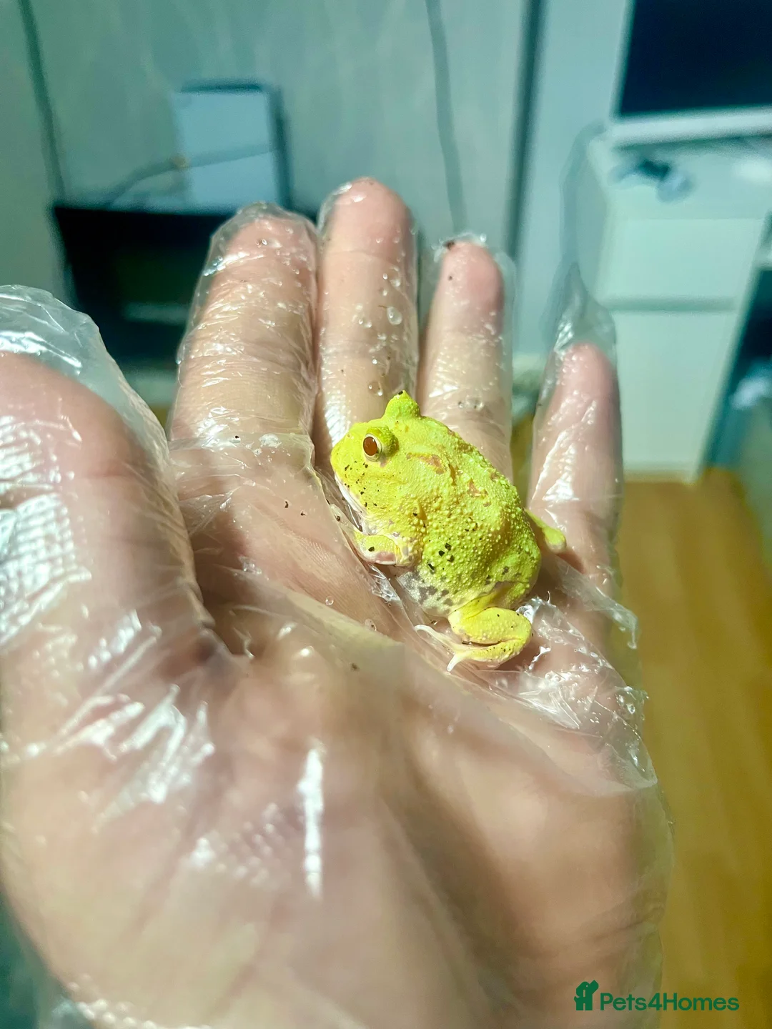 Frog reptiles for sale: Baby Pac-Man Froglets  - Advert 1