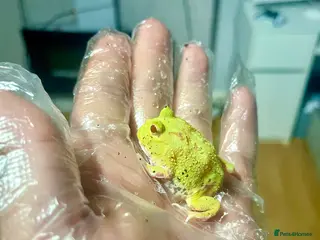 Frog reptiles Baby Pac-Man Froglets - Advert 4