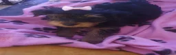 Yorkshire Terrier dogs for sale: Yorkshire terrier puppies  in Edgware - Advert 10