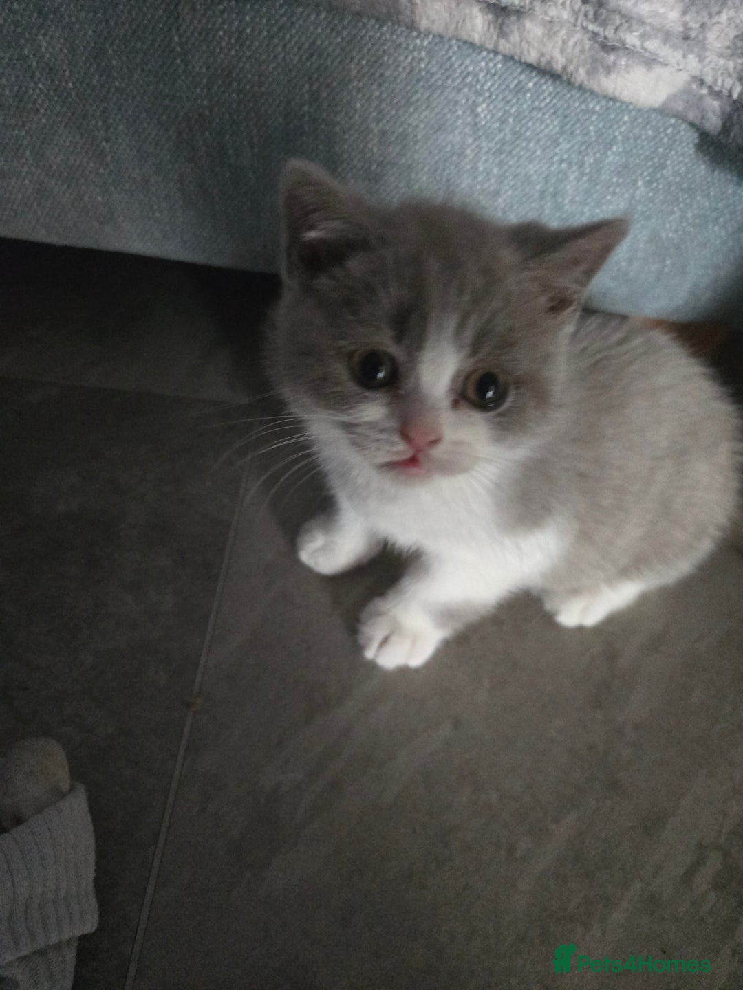 British Shorthair cats for sale: British short hair boys ready. Now - Advert 1