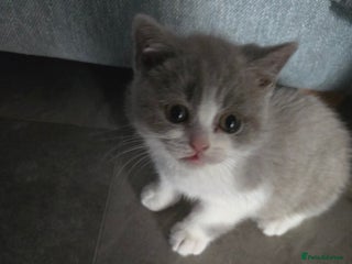 British Shorthair cats British short hair boys ready. Now - Advert 1