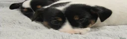 Jack Russell dogs for sale: Top Quality Jack Russell puppies  - Advert 8