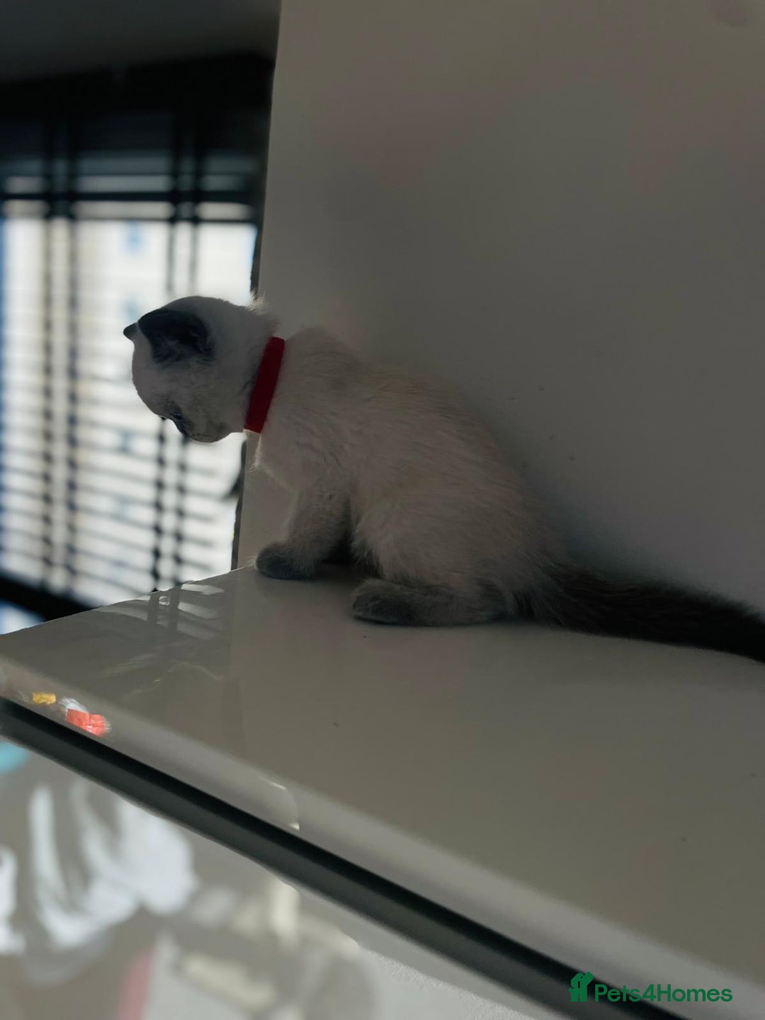 Scottish Fold cats for sale: Very Friendly Kittens, Pedigree Scottish Fold  - Advert 18