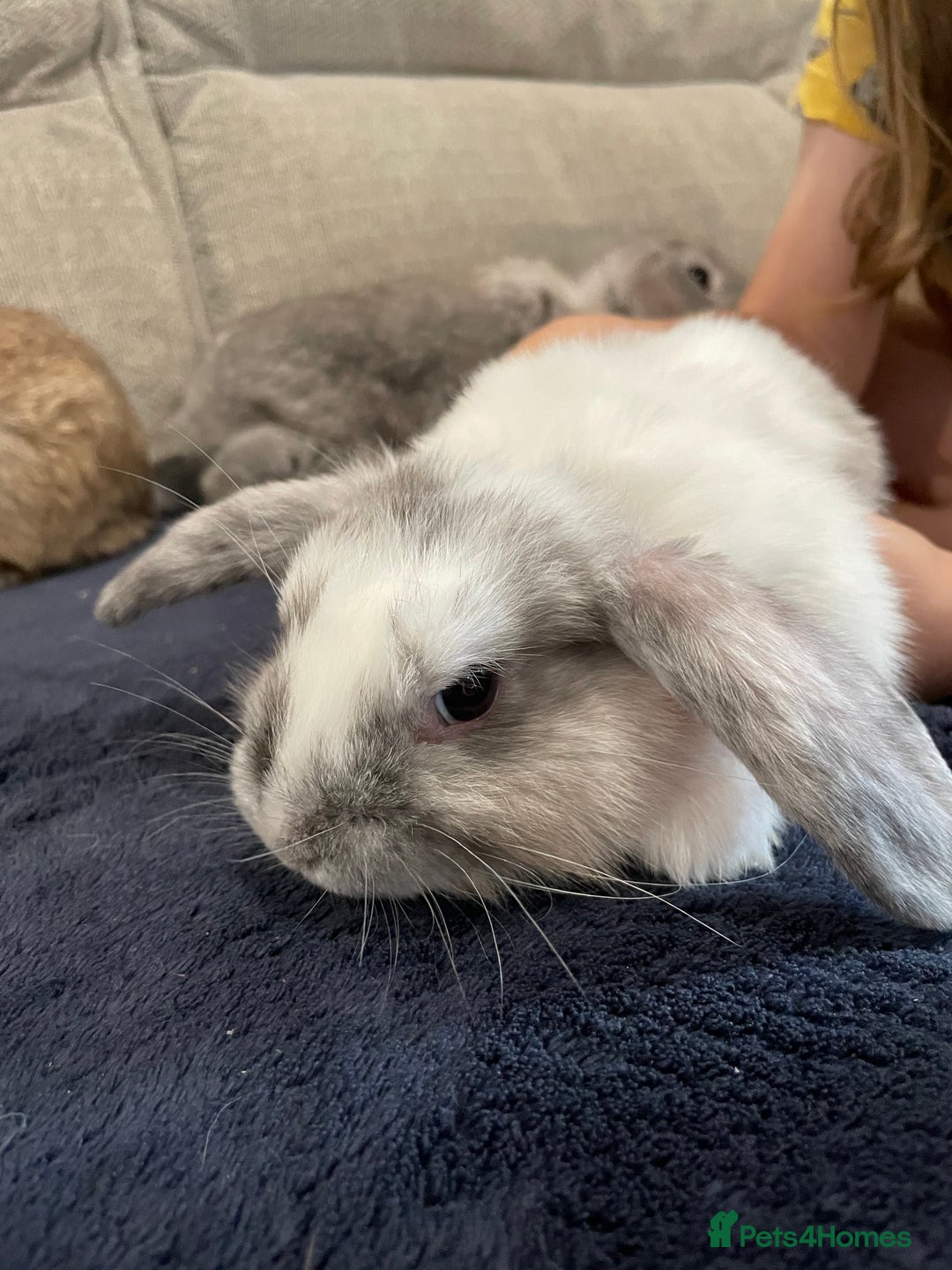 Mini Lop rabbits for sale: Mini lop baby rabbits  - Image 3