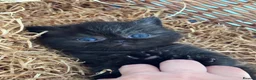 Exotic cats for sale: 2 high quality exotic females  - Advert 9