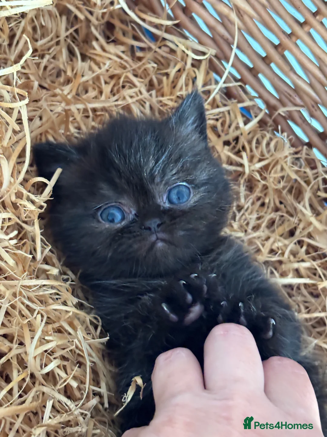 Exotic cats for sale: 2 high quality exotic females  - Advert 2