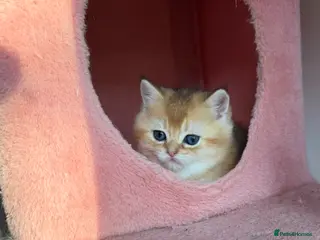 British Shorthair cats White Colourpoint Golden shaded kittens - Advert 1
