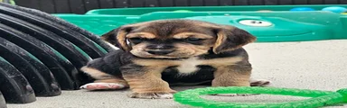 Black and Tan Female