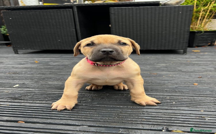 Presa Canario dogs - Advert 1