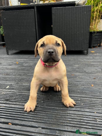 Presa Canario dogs - Advert 1
