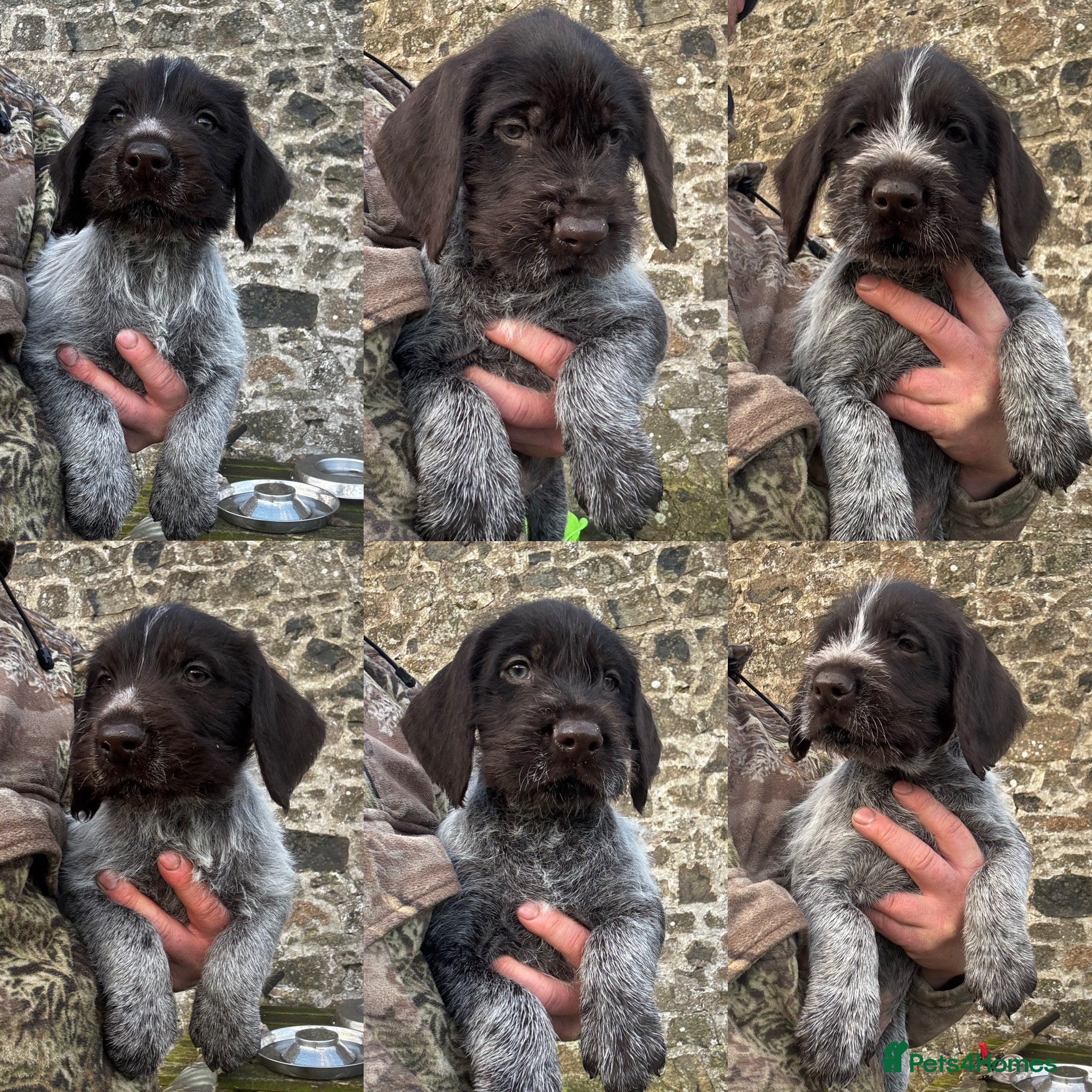 German Wirehaired Pointer dogs KC Reg GWP puppies  - Advert 6