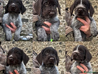 German Wirehaired Pointer dogs KC Reg GWP puppies - Advert 7