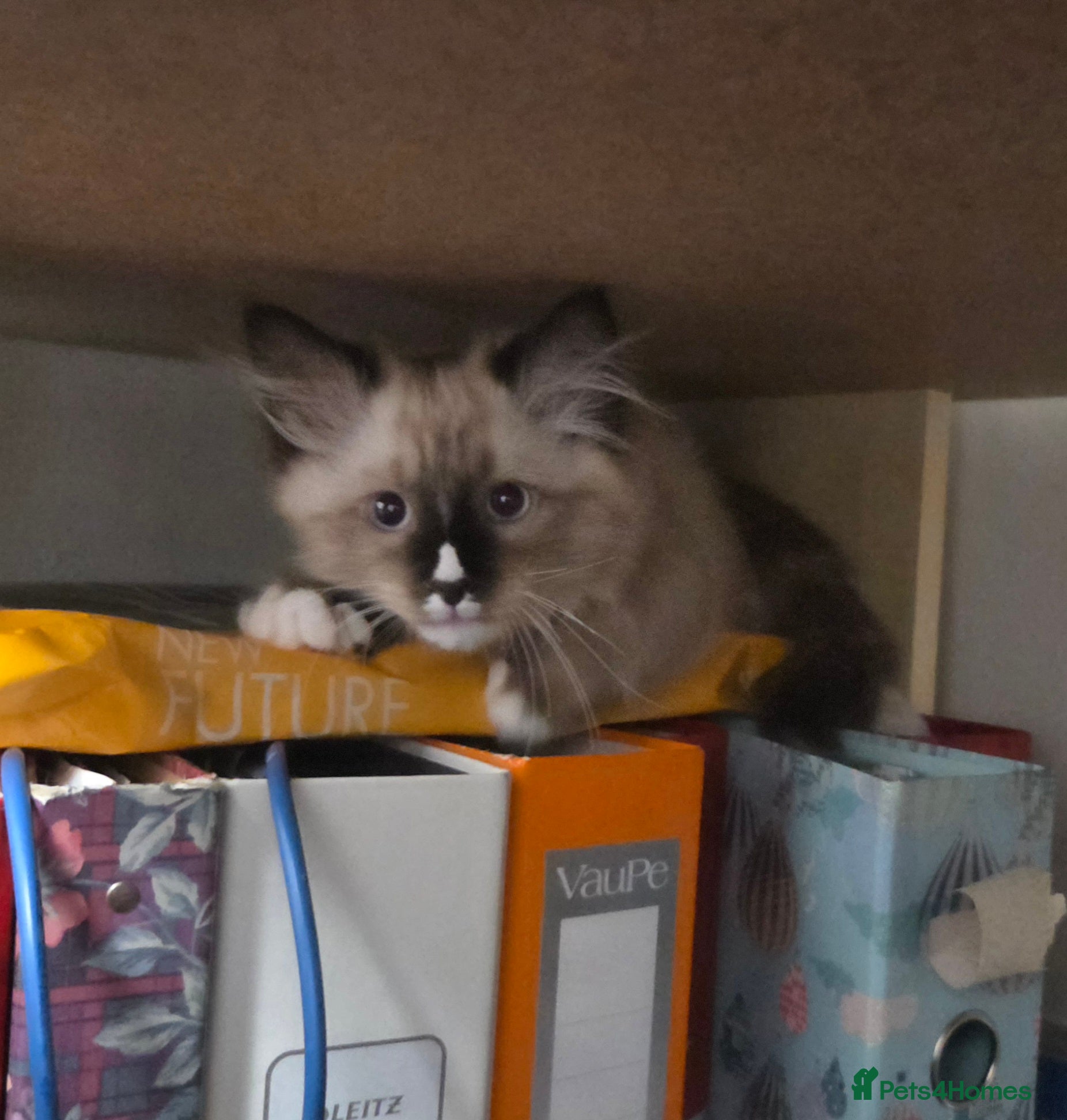 Siberian cats for sale: Gorgeous Siberian Kitten  - Advert 4