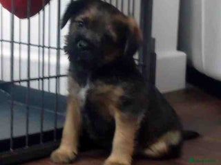 Border Terrier dogs Beautiful litter 2 girls available - Advert 3