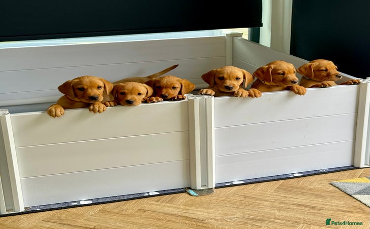 Labrador Retriever dogs - Advert 7