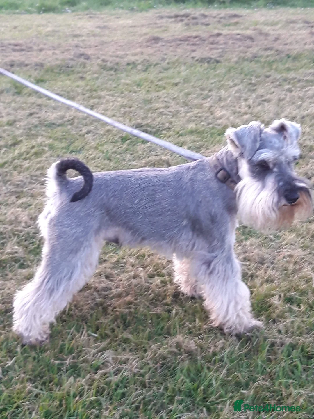 Miniature Schnauzer dogs for stud: Champion sired beautiful boy for stud in Stanley - Advert 2