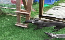 Whippet dogs for sale: KC whippets  - Image 14