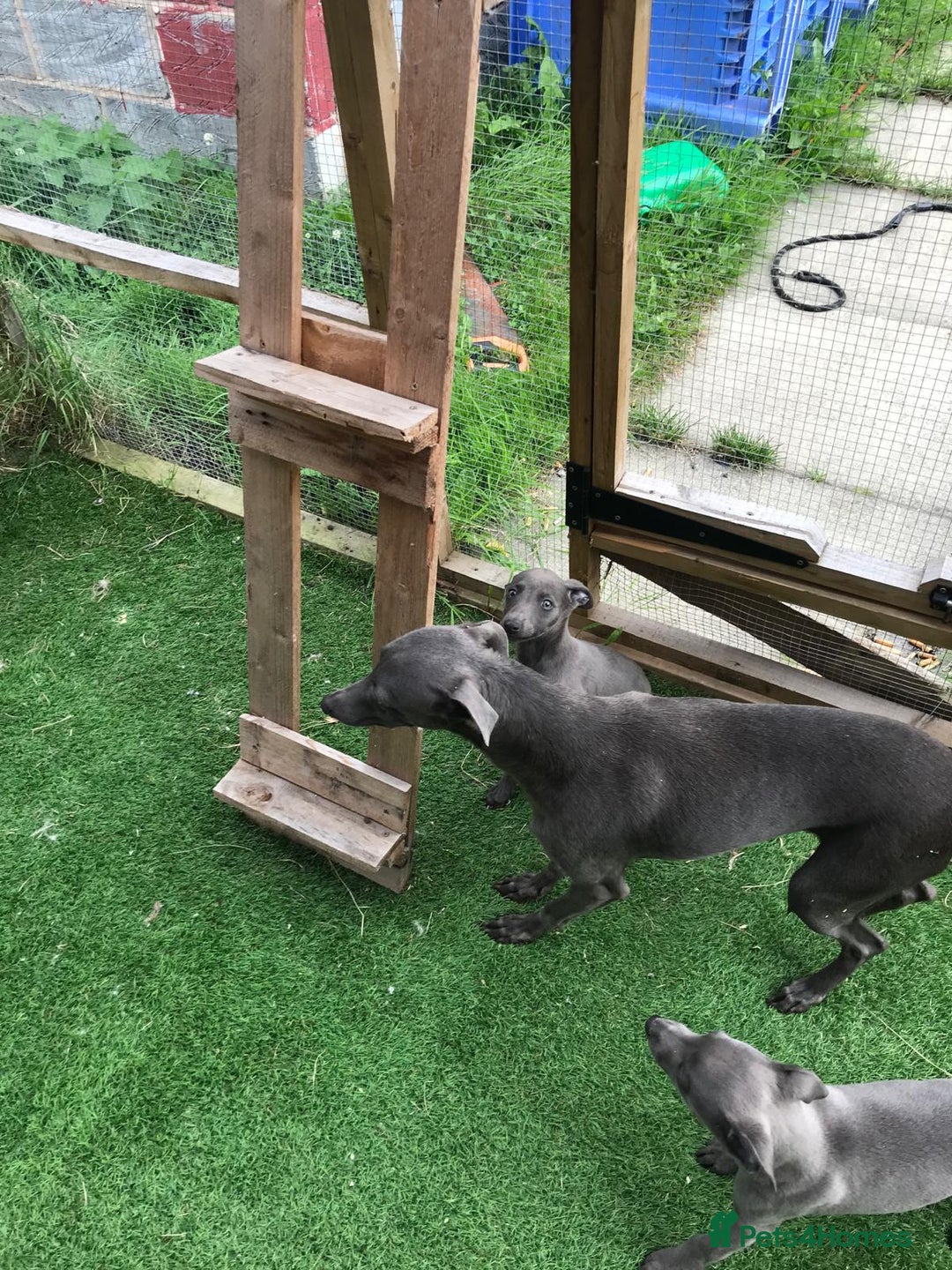 Whippet dogs for sale: KC whippets  - Image 14