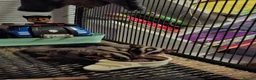 Sugar Glider rodents for sale: Two beautiful sugargliders  in Stoke-on-Trent - Advert 2