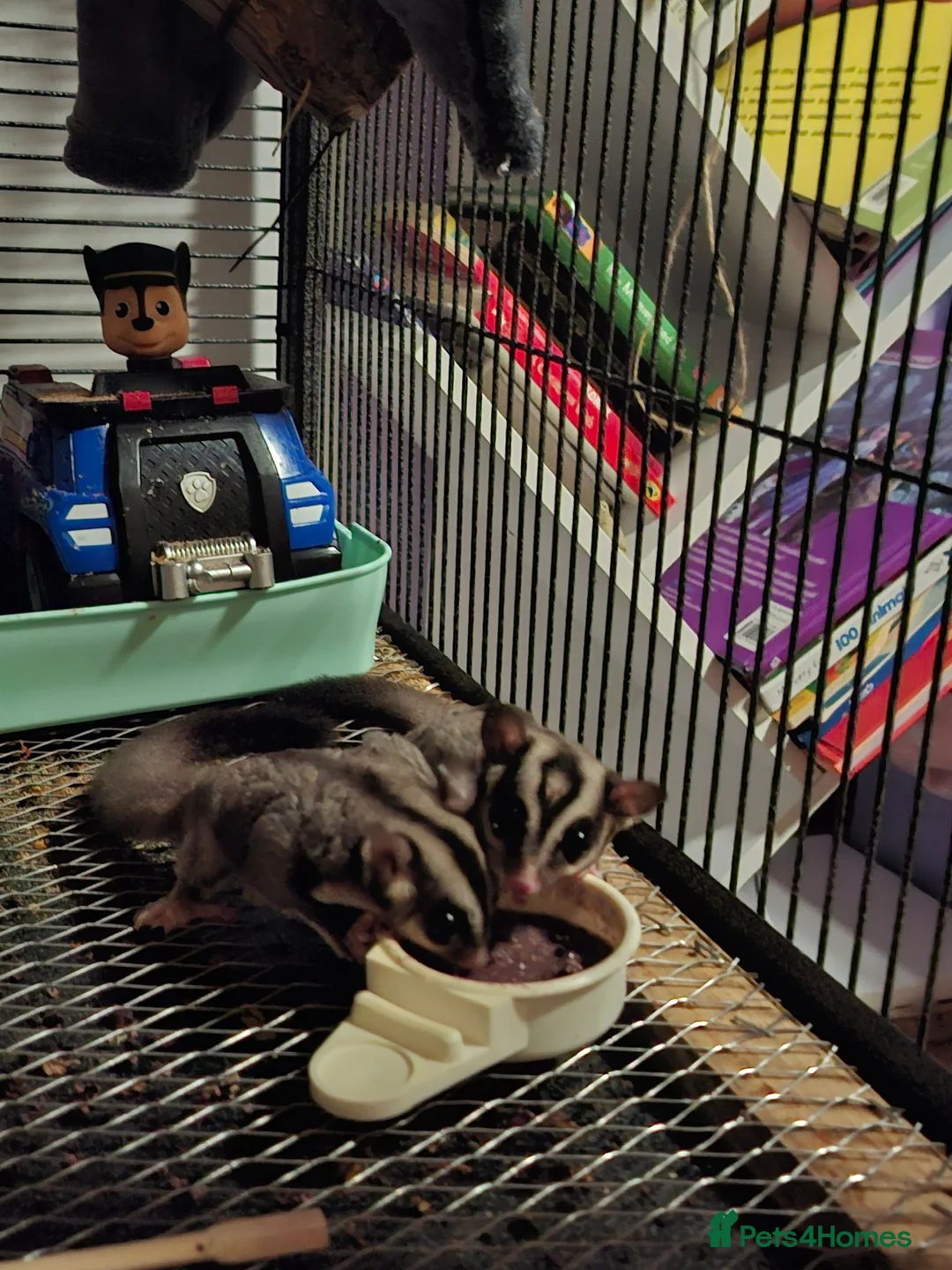 Sugar Glider rodents for sale: Two beautiful sugargliders  in Stoke-on-Trent - Advert 2