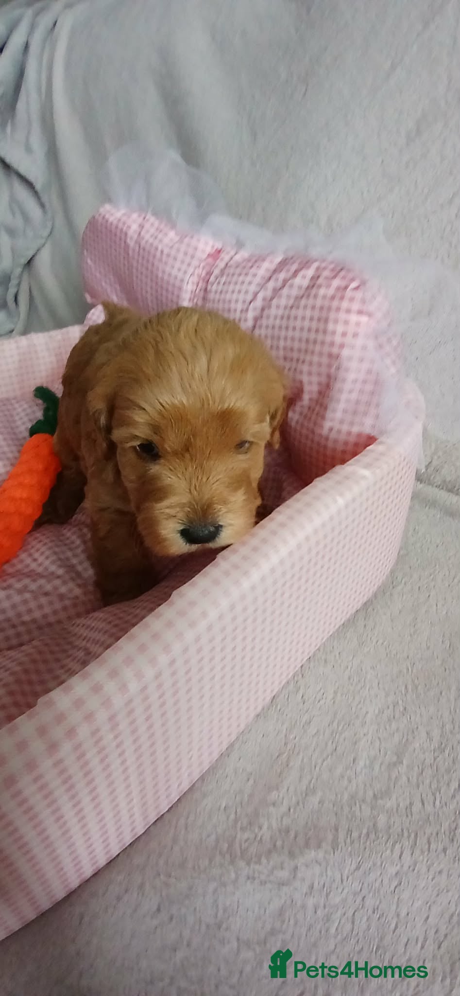 Cockapoo dogs 6 stunning cockerpoo 3 boys 3 girls  - Advert 2