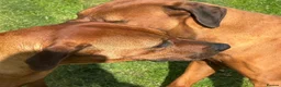 Rhodesian Ridgeback dogs for sale: 5 Star Council Registered Breeder M022667 - Advert 15