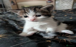 Domestic Shorthair cats for sale: Happy healthy babies  - Image 2