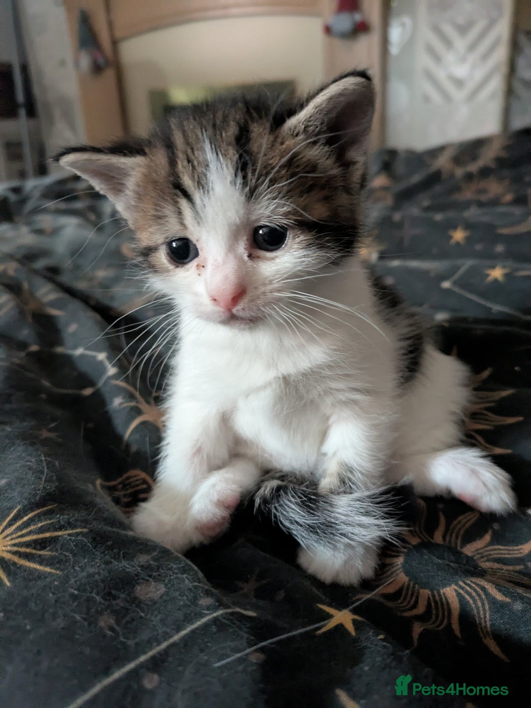 Domestic Shorthair cats for sale: Happy healthy babies  - Image 2